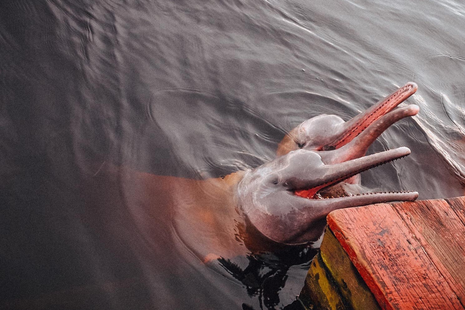 Amazonas Sinchicuy Lodge 2 days 6