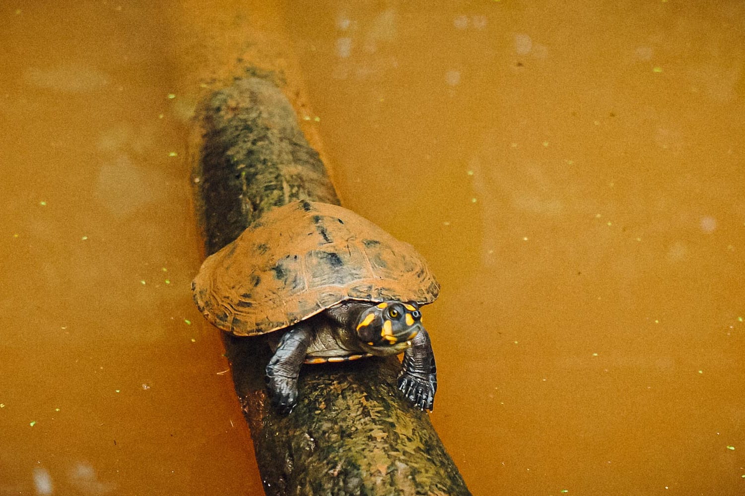 Puerto Maldonado Amazon Tour 2 Days